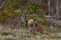 2-Day Yellowstone National Park Upper and Lower Loop Exploration