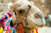 Cappadocia Camel Ride Experince Sunrise Sunset Daytime