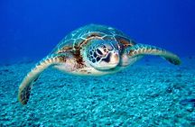 Private Discovery Scuba Diving with Sea Turtles