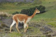 Hike in Chimborazo volcano and visit Baños in 2 days tour