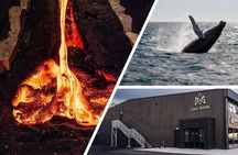 Reykjavik Whale Watching and Lava Show 