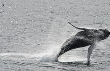 Reykjavik Whale Watching and Lava Show 
