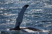 Reykjavik Whale Watching and Lava Show 