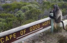 Private Table Mountain Penguins & Cape Point Tour from Cape Town