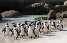 Private Table Mountain Penguins & Cape Point Tour from Cape Town