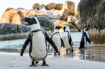 Private Table Mountain Penguins & Cape Point Tour from Cape Town