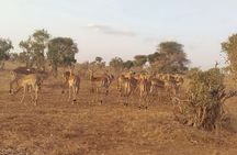  3 Days Tsavo East + Taita hills/Saltlick lodge from Malindi 