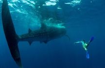 Small Group Swim with Whale Sharks Tour with or without lifevest