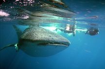 Small Group Swim with Whale Sharks Tour with or without lifevest