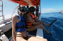 Small Group Swim with Whale Sharks Tour with or without lifevest