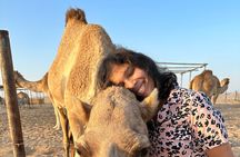 Abu Dhabi Morning Desert Safari with Camel Ride