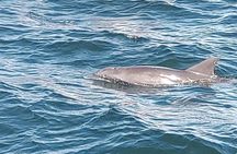 2 Hours Swim with the Dolphins in Panama City