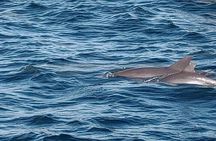 2 Hours Swim with the Dolphins in Panama City