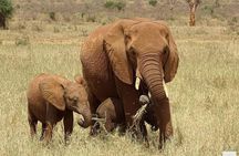 Private 2 Days Safari Tsavo East from Watamu 
