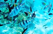 Full Day Private Safari Blue Tour from Malindi