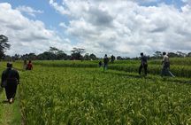 Keliki Village Tour And Rice Field Walk Including Lunch Or Dinner