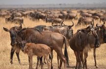 4 Days Lodges Serengeti, Ngorongoro Crater & Visiting Maasai