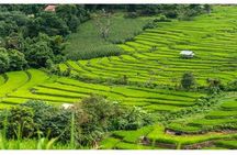 Swing Bali-Ubud Rice Terrace_Elephant Cave & Ubud Waterfall