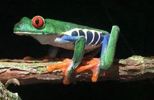 Sarapiqui Rainforest Night Walk : Wildlife & Adventure.
