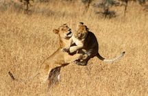 Serengeti National Park Camping Safari in Tanzania Multi Day Tour