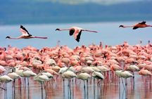 6 Days Samburu Sweetwaters Lake Nakuru and Lake Naivasha Tour