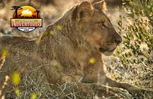  Unique Safari Game Drives in Zambezi National Park, 4 Options