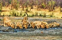  Unique Safari Game Drives in Zambezi National Park, 4 Options