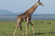 Nairobi Airport Layover Tour Giraffe Center