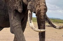 3 Day Private Guided Tour Safari Tsavo East and West in Malindi