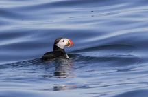 Sightseeing Around Nólsoy to see Puffins