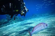 Private Scuba Diving in Tenerife – Certified Instructor & Photos