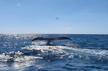  Fun at the Ocean tour at Seafari boat 