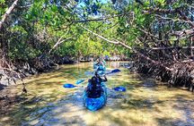 Guided Kayak Mangrove Ecotour in Rookery Bay Reserve, Naples