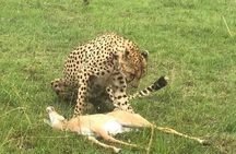 4 Day Best of Kenya Private Guided Tour Safaris from Malindi