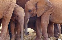 4 Days Best of Kenya Safaris from Watamu 