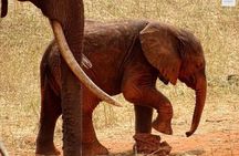 3 Days Private Safari Tour in Tsavo East and West from Watamu 