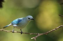 Full Day Private Tour in Monteverde, Costa Rica 