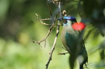 Ultimate Monteverde Private Wildlife & Cloud Forest Full-Day Tour