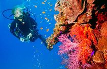 Punta Cana Reef Diving Adventure Explore Underwater Wonders