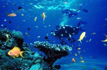 Punta Cana Reef Diving Adventure Explore Underwater Wonders