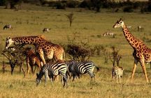 Serengeti National Park Camping Safari in Tanzania Multi Day Tour