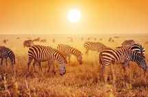 Serengeti National Park Camping Safari in Tanzania Multi Day Tour