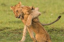 Serengeti National Park Camping Safari in Tanzania Multi Day Tour