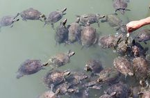 Bodrum Turtle Beach Tour With Mud Baths & King Tombs