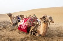 Full Day Tour to Desert Trip in Agadir with Lunch