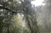 Full Day Private Hiking Tour to Kilimanjaro Mountain