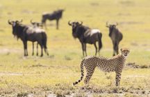 6-Day Honeymoon Safari Tour Package in Tanzania