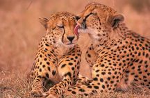 6-Day Honeymoon Safari Tour Package in Tanzania