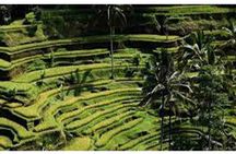 Swing Bali-Ubud Rice Terrace_Elephant Cave & Ubud Waterfall