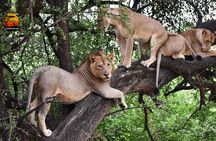 Group Safari 7 Days in Tanzania's Main Parks